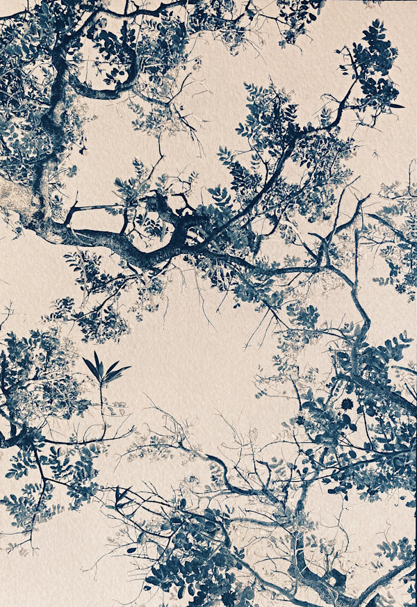 Flame Tree , Edition 1 of 5 by Dora Somosi