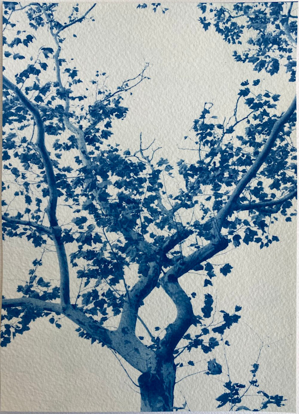 18.5 x 26 Edition of 5 2/5 by Dora Somosi