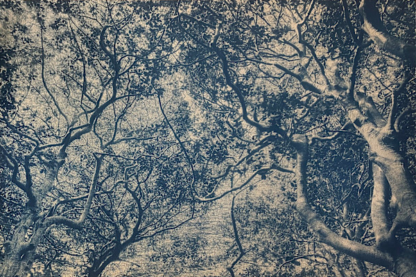 Sunken Forest, Edition 2 of 3 by Dora Somosi