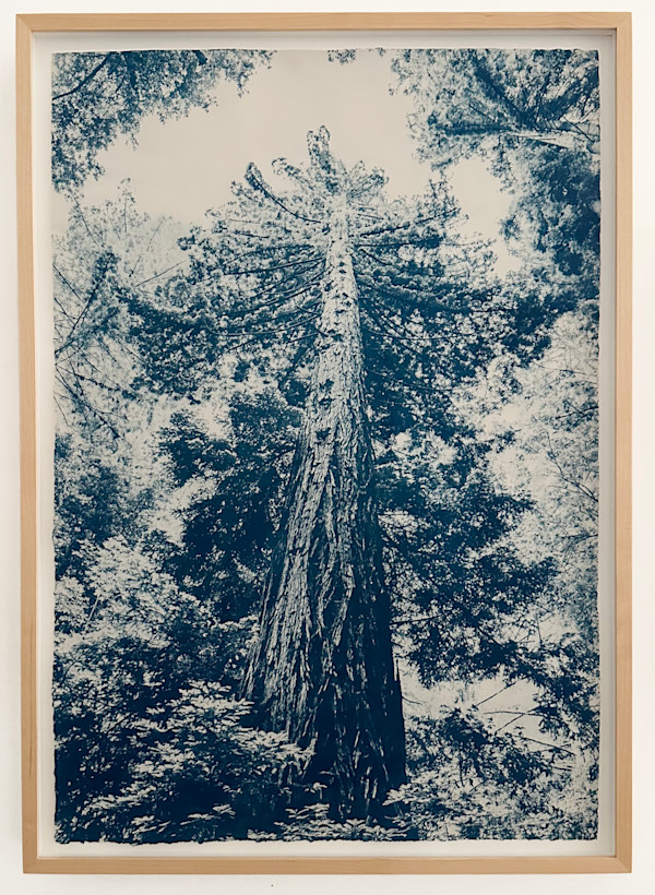 Framed: By Her Side: Josephine Clifford McCracken, Red Wood Trees, Edition 2 of 5 by Dora Somosi