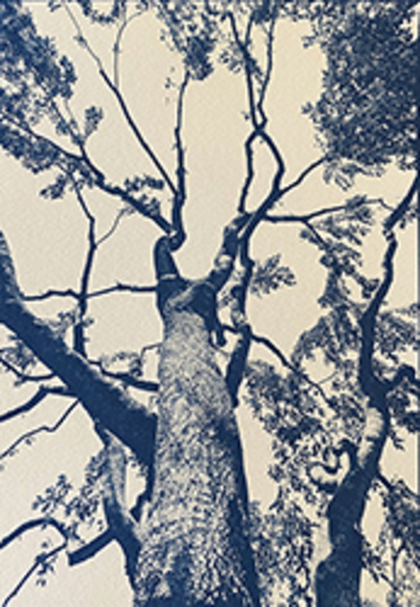 Kapok Tree, LongHouse Reserve (2021) by Dora Somosi