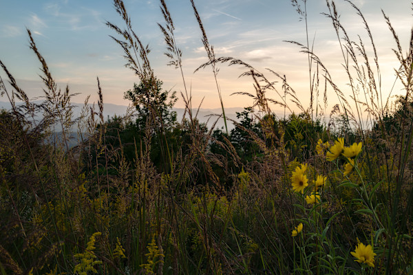 Wildflower, Blackberry Mountain, TN, 24 x 36 Edition 1 of 5 by Dora Somosi
