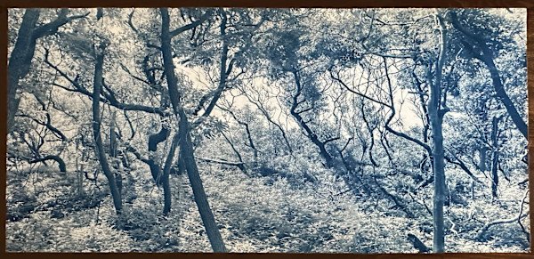 Sunken Forest (2), 3 panels 20 x 30 x 3 (full size is 30 x 60) Edition 3 of 5 by Dora Somosi