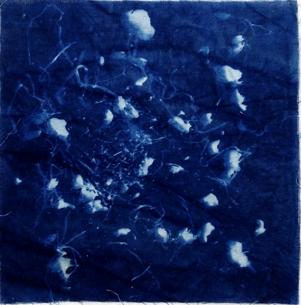 Blue Sun Psilocybe by Jed Escueta