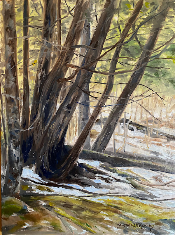 Where The Cedars Grow by Brenda L.B. Kenney