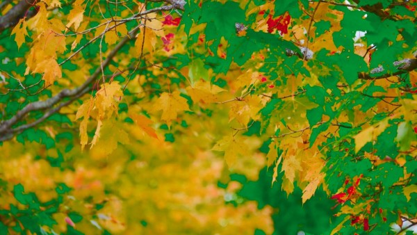 IMG_2617_mexamv_20 by Alan Michel