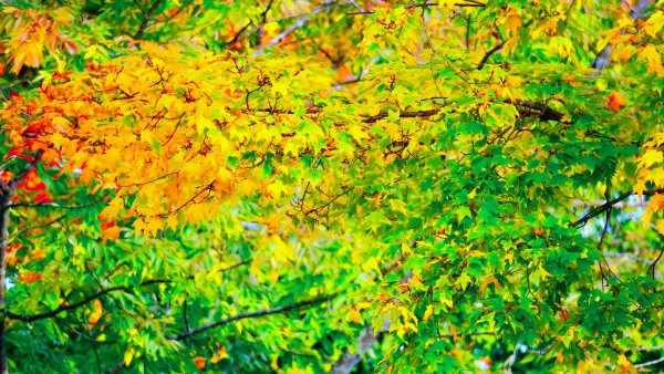 IMG_2651_jwcewg_14 by Alan Michel