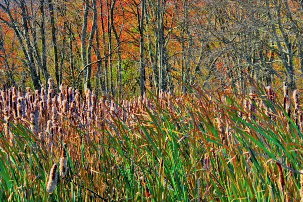 Tall Grasses by Alan Michel