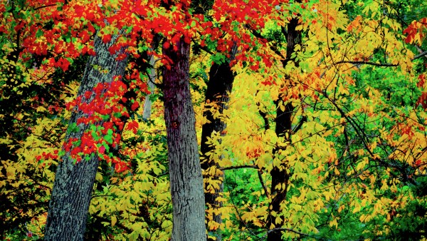 Dappled Yellows, Reds and Greens by Alan Michel