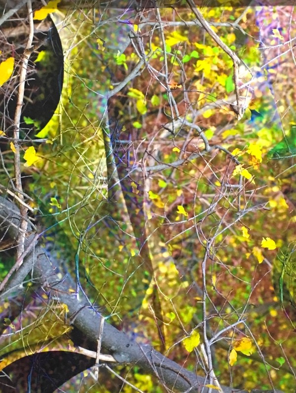 View through the Leaves by Alan Michel
