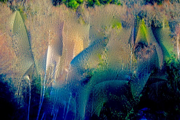 Field of Birch by Alan Michel