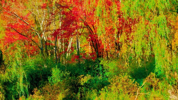 Willows and Reds by Alan Michel