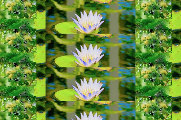 Lilly's Too by Alan Michel
