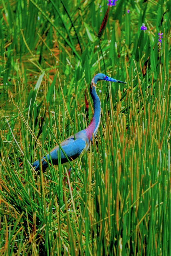 Tri Colored Heron by Alan Michel