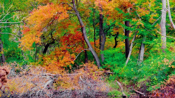 Fallen Branches 2 by Alan Michel