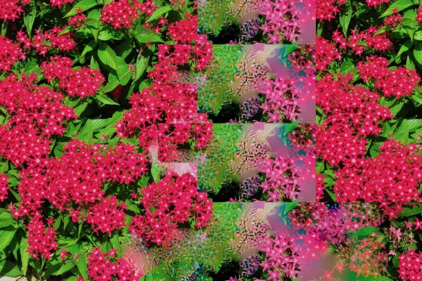 Spring Reds Cascade by Alan Michel