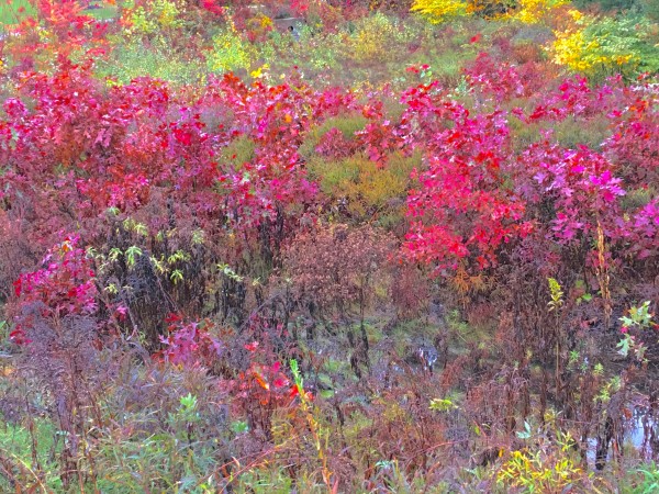 Red and Yellows by Alan Michel