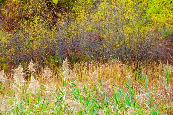 Fall Harvest by Alan Michel
