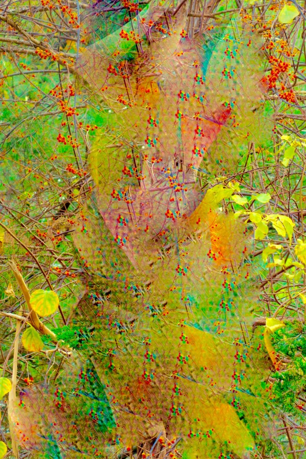 Berries and Leaves by Alan Michel