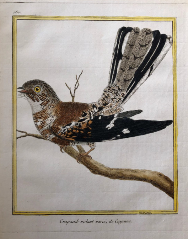 Crapaud Volant Varie de Cayenne by Francois-Nicolas Martinet