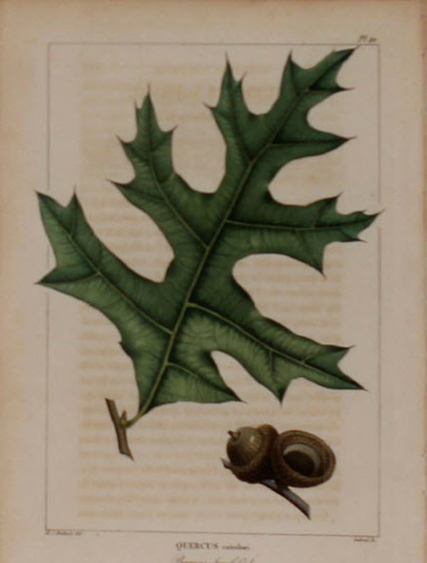 Quercus