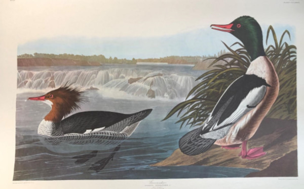 Goosander