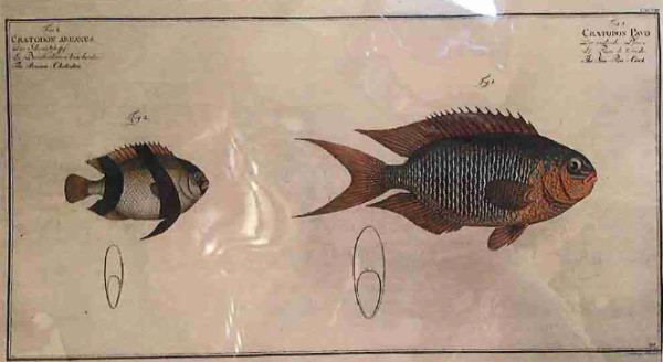 Chaetodon Aruanus Fig. 2. (1) Chaetodon Pavo Fig. 1. (2), The Auruan-Chetodon (1) The Sea-Pea-Coc...