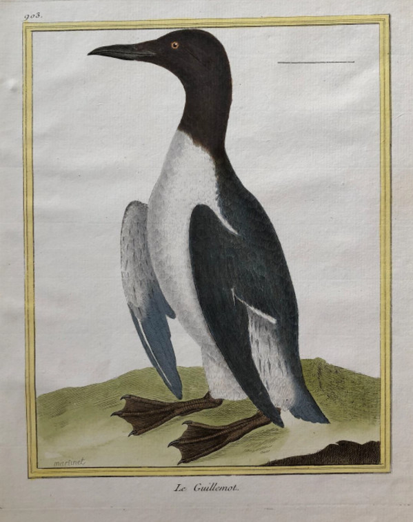 Le Guillemot by Francois-Nicolas Martinet