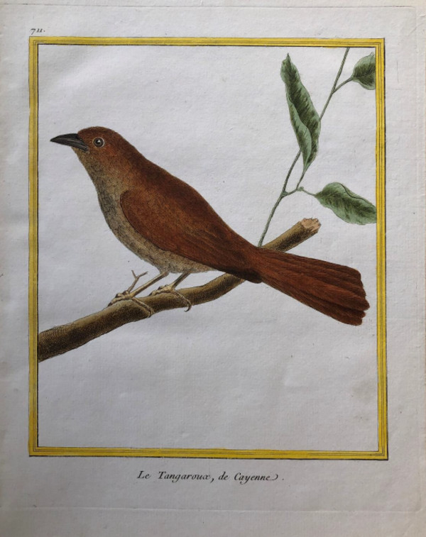 Le Tanagaroux de Cayenne by Francois-Nicolas Martinet