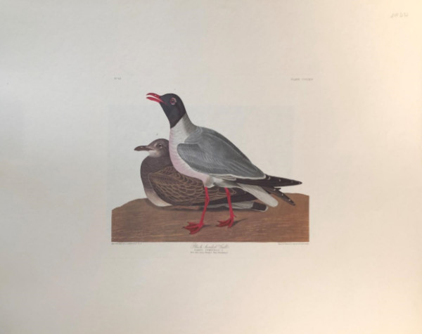 Black Headed Gull