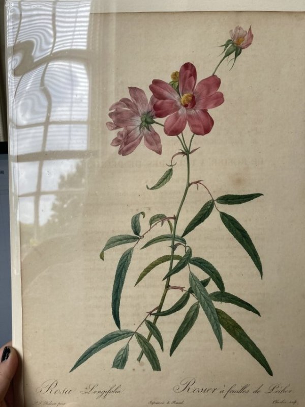 Rosa Longifolia by Pierre-Joseph Redouté