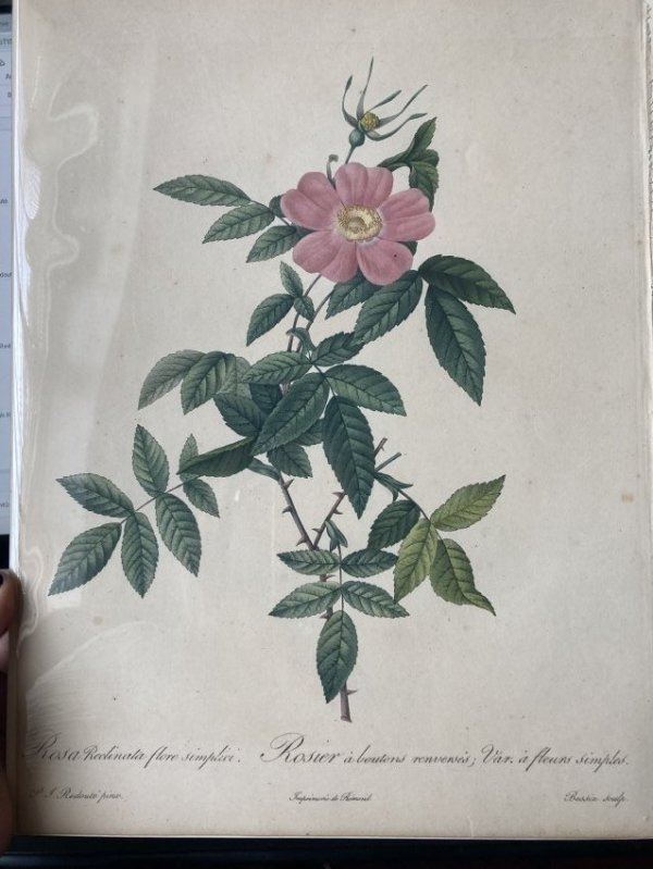 Rosa Reclinata flore simplici by Pierre-Joseph Redouté