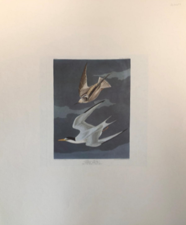 Lesser Tern