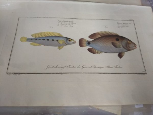 Perca Brasiliensls (The Brasilian Perch), Plate 310 Perca Bimaculata (The Acara), Plate 310