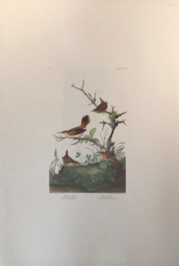 Winter Wren & Rock Wren