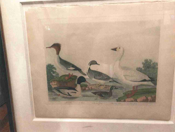 Goosander, female, Pin-tail Duck, Blue Wing Teal, Snow Goose by Alexander Wilson