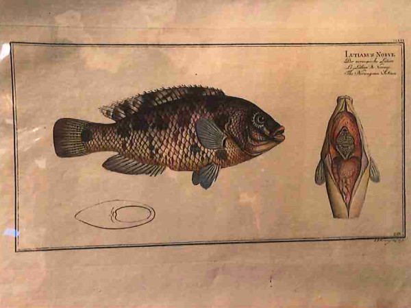 Plate 256, Lutianus norve,  The Norwegian Lutian