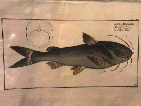 Plate 367, Silurus herzbergh	, The Silver-Silure