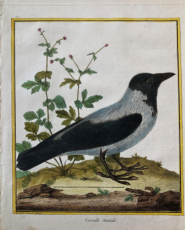Cornielle Mantelee by Francois-Nicolas Martinet
