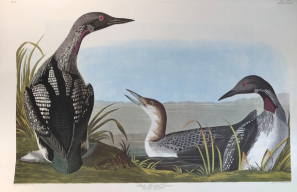 Black-Throated DIver