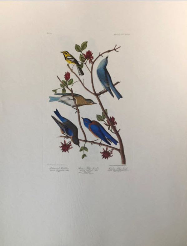 Townsend's Warbler, Arctic Blue-Bird, Western Blue-Bird