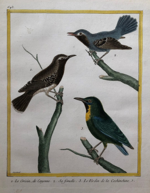 1. Le Grisin de Cayenne 2. Sa Femelle 3. Le Verdin de la Cochinchine by Francois-Nicolas Martinet