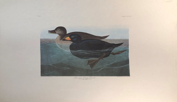 American Scotter Duck
