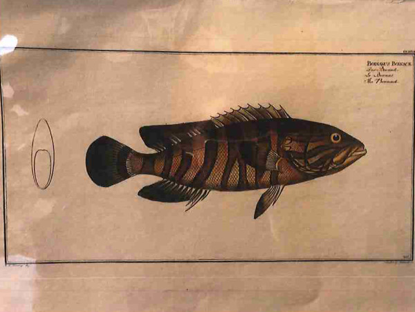 Plate 226, Bodianus boenack, The Boenack