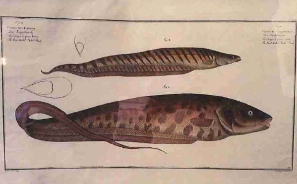 Gymnotus Brachiurus Fig. 1 (1) Gymnotus Carapo Fig. 2 (2), The short-tailed Bald-Back (1) The lon...