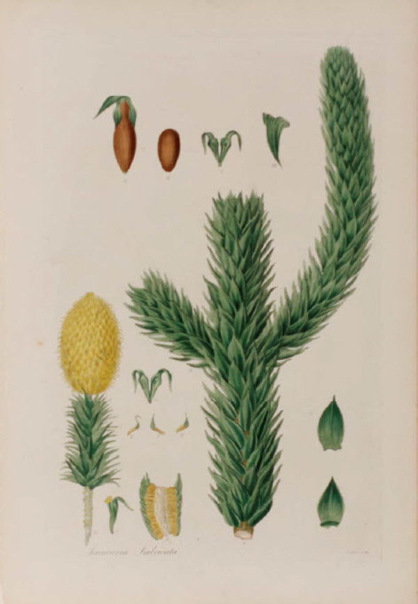 Araucaria Imbricata by Weddell