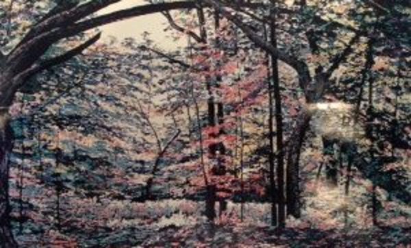 The Light Under the Boughs
