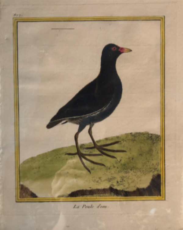 La Poule d'Eau by Francois-Nicolas Martinet