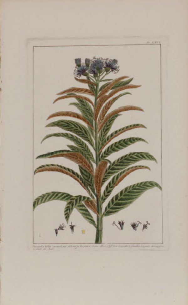 Serratula folis lanceolato oblongis ferratis by Pierre-Joesph Buchoz