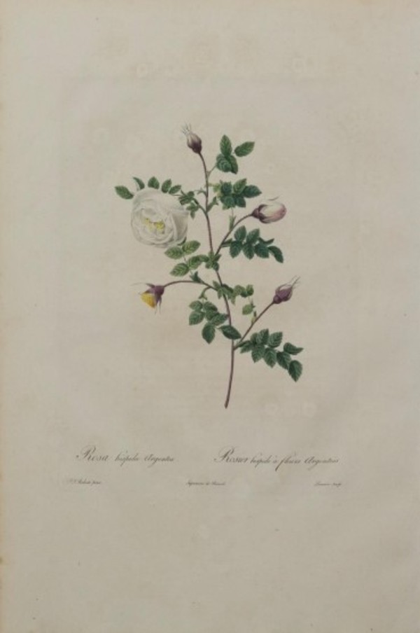 Rosa Hispida Argentea, Plate 81